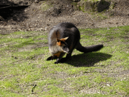 Swamp Wallaby at the Park Area of Burgers` Zoo