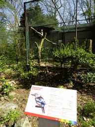 Blue-winged Kookaburra at the Park Area of Burgers` Zoo, with explanation