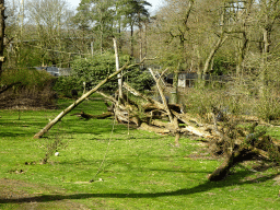 Chimpanzees at the Park Area of Burgers` Zoo