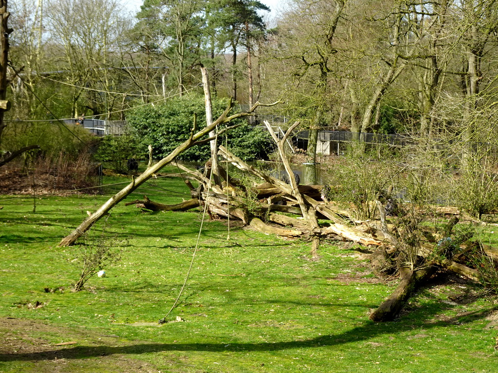 Chimpanzees at the Park Area of Burgers` Zoo