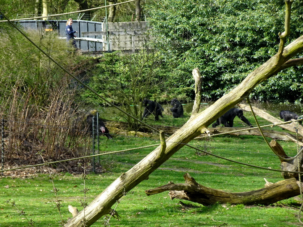 Chimpanzees at the Park Area of Burgers` Zoo