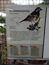 Explanation on the Chestnut-backed Thrush at the Park Area of Burgers` Zoo