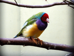Gouldian Finch at the Park Area of Burgers` Zoo