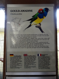 Explanation on the Gouldian Finch at the Park Area of Burgers` Zoo