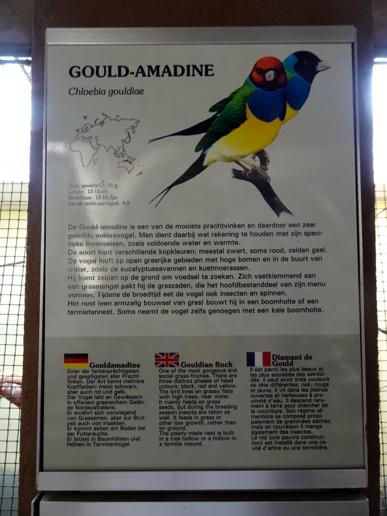 Explanation on the Gouldian Finch at the Park Area of Burgers` Zoo