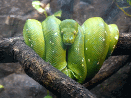 Green Tree Python at the Park Area of Burgers` Zoo