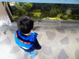 Max looking at fish at the Park Area of Burgers` Zoo