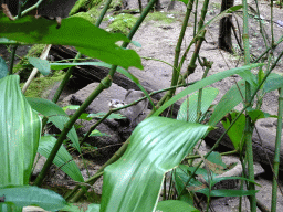 Asian Small-clawed Otter at the Bush Hall of Burgers` Zoo