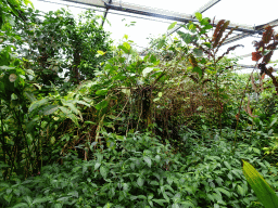 Interior of the Bush Hall of Burgers` Zoo