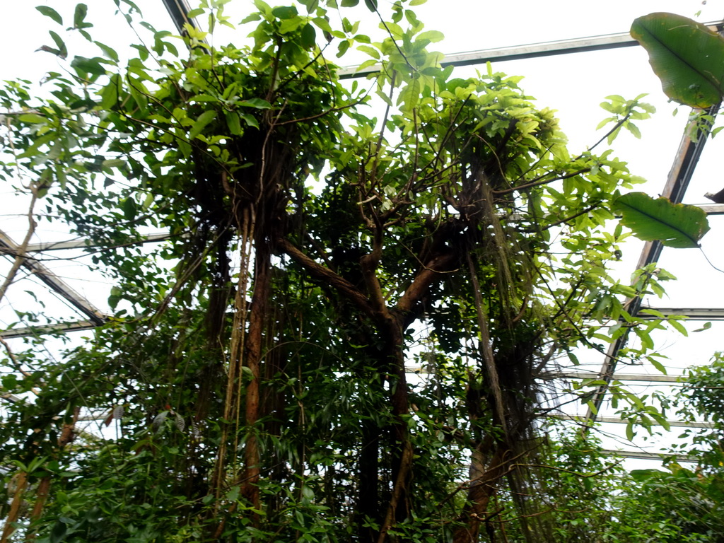 Tree at the Bush Hall of Burgers` Zoo