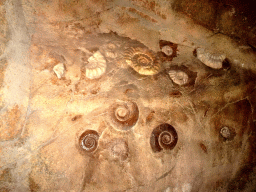 Ammonites in the tunnel from the Bush Hall to the Desert Hall of Burgers` Zoo