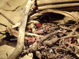 Red Diamond Rattlesnake at the Desert Hall of Burgers` Zoo