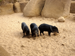 Collared Peccaries at the Desert Hall of Burgers` Zoo