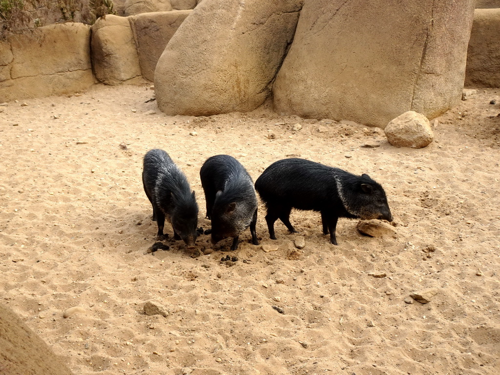 Collared Peccaries at the Desert Hall of Burgers` Zoo