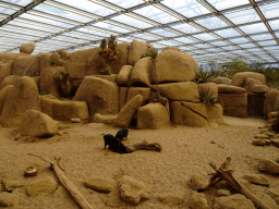 Collared Peccaries at the Desert Hall of Burgers` Zoo