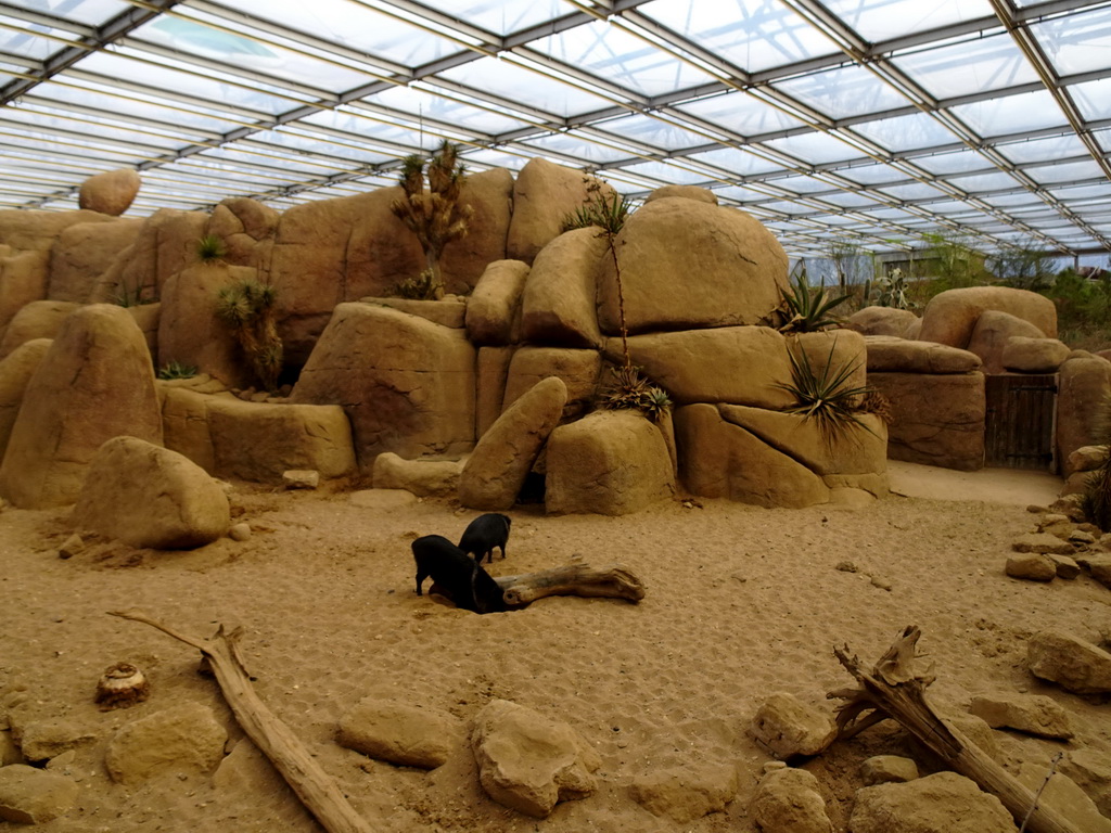 Collared Peccaries at the Desert Hall of Burgers` Zoo