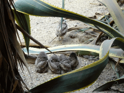 Burrowing Owls at the Desert Hall of Burgers` Zoo
