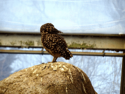 Burrowing Owl at the Desert Hall of Burgers` Zoo