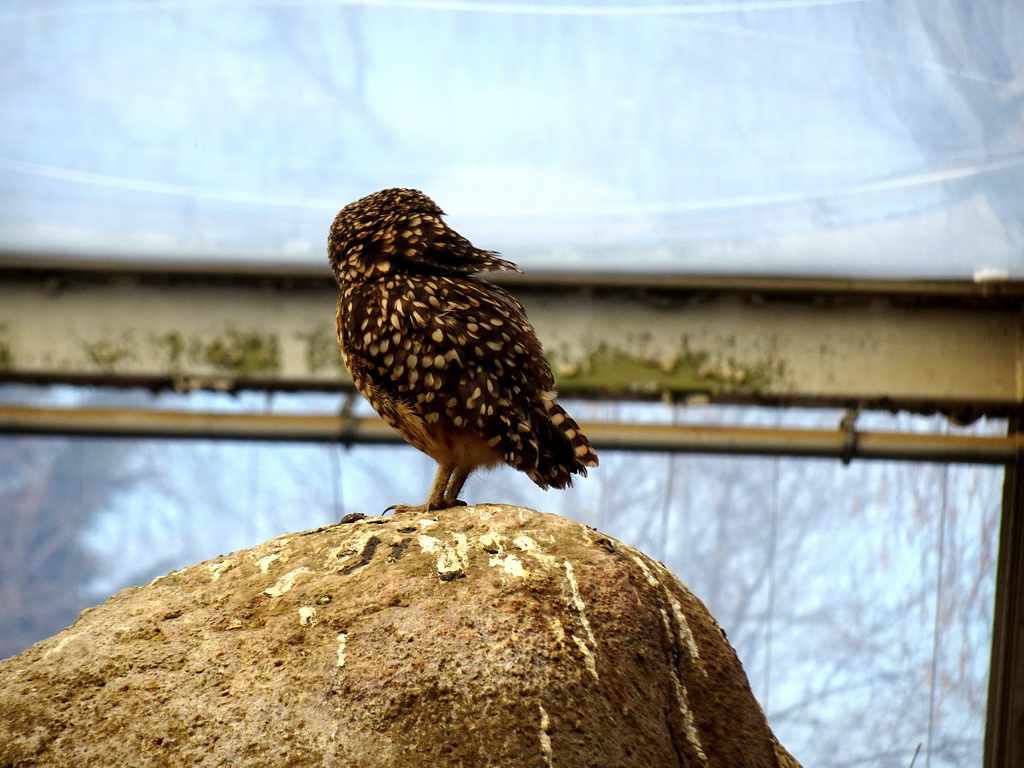 Burrowing Owl at the Desert Hall of Burgers` Zoo