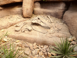 Scale model of Tyrannosaurus Rex fossils at the Desert Hall of Burgers` Zoo