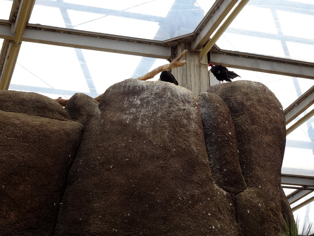 Turkey Vultures at the Desert Hall of Burgers` Zoo