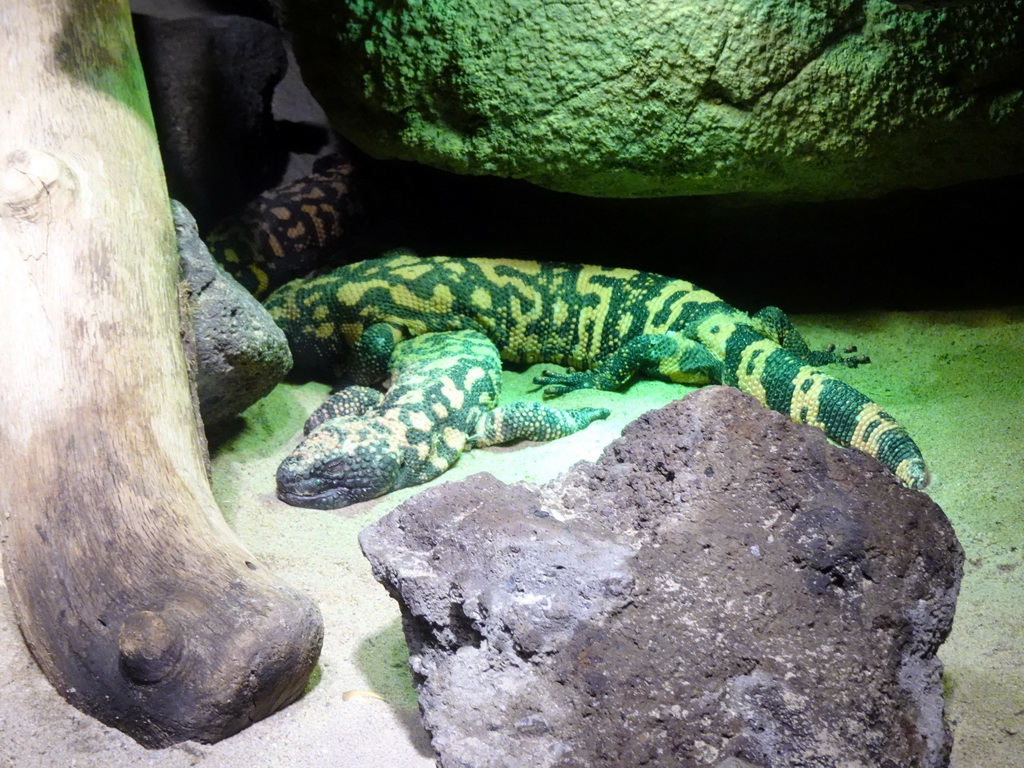 Gila Monsters at the Desert Hall of Burgers` Zoo