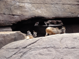 Bighorn Sheep at the Desert Hall of Burgers` Zoo