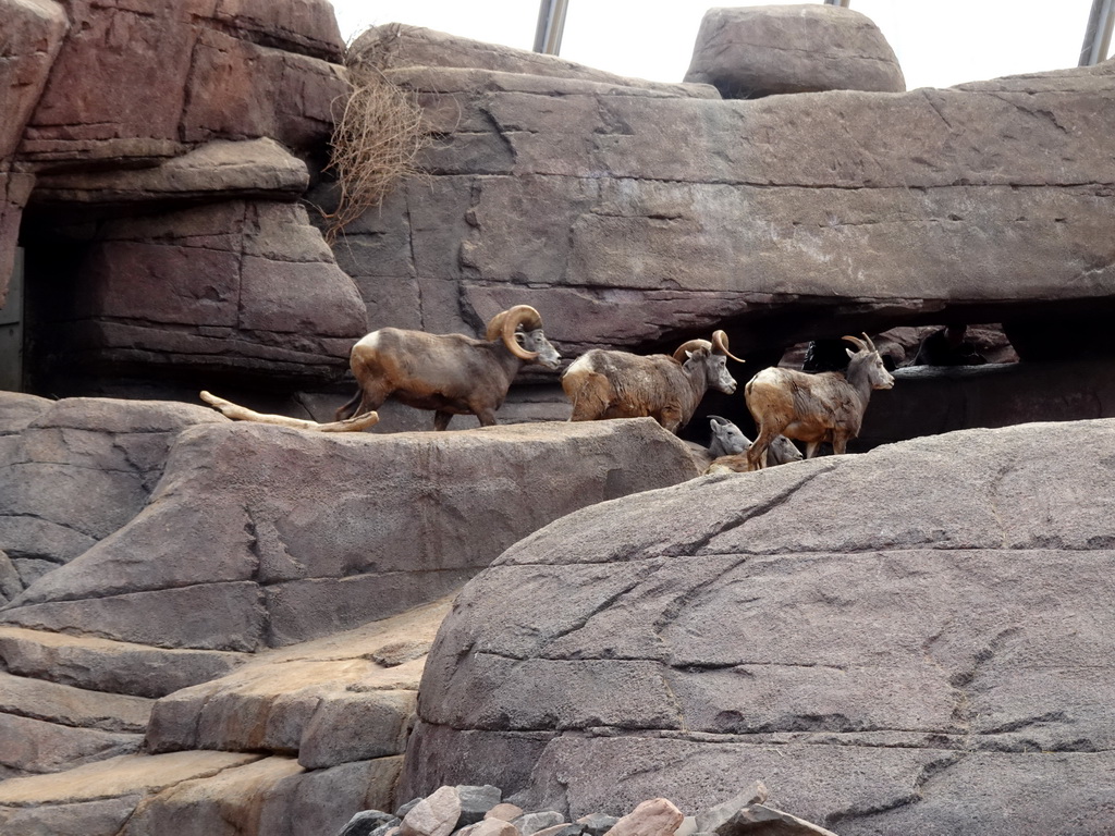 Bighorn Sheep at the Desert Hall of Burgers` Zoo