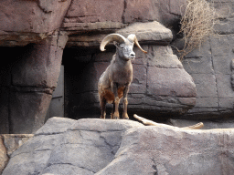 Bighorn Sheep at the Desert Hall of Burgers` Zoo