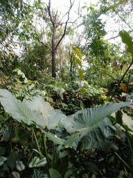 Interior of the Bush Hall of Burgers` Zoo