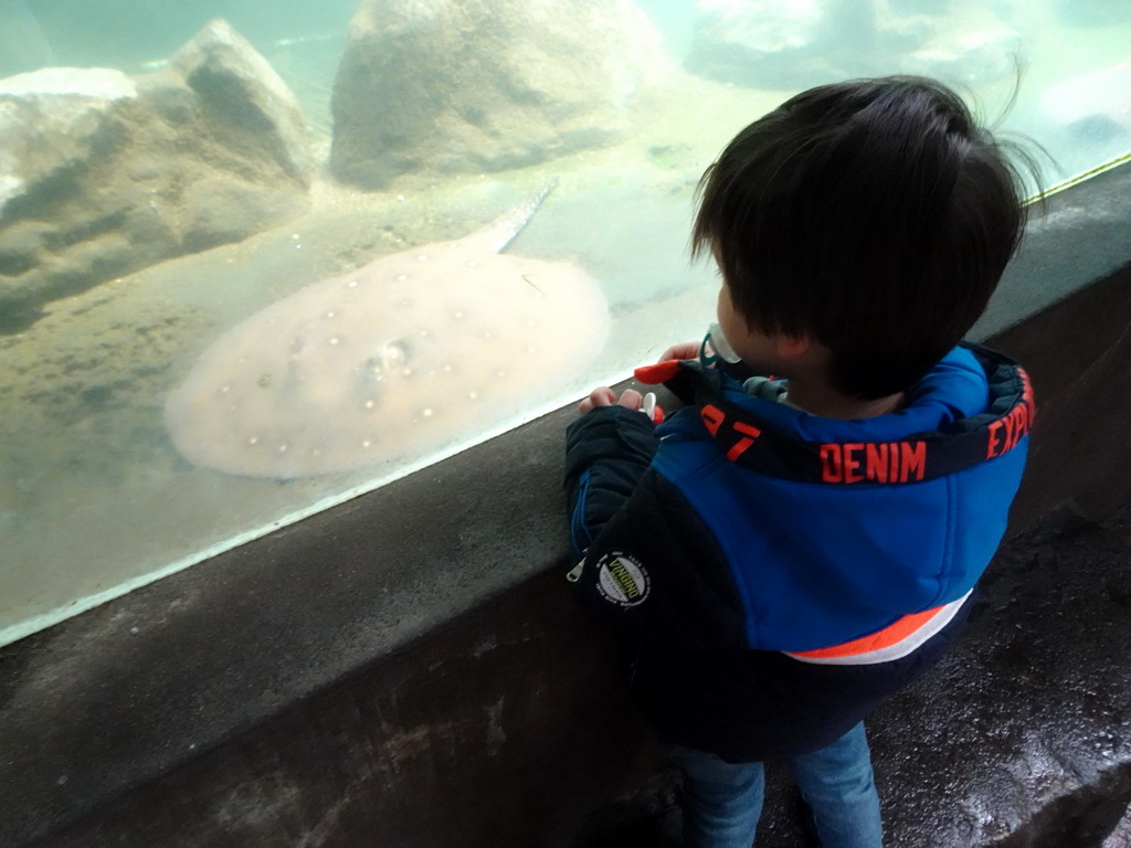 Max with a Stingray at the Ocean Hall of Burgers` Zoo