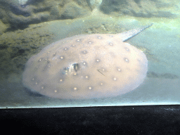 Stingray at the Ocean Hall of Burgers` Zoo