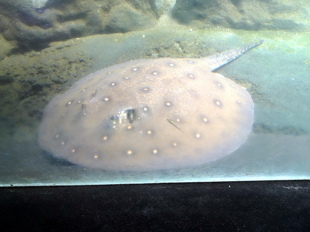 Stingray at the Ocean Hall of Burgers` Zoo