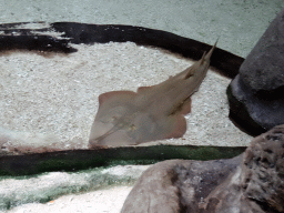 Stingray at the Ocean Hall of Burgers` Zoo