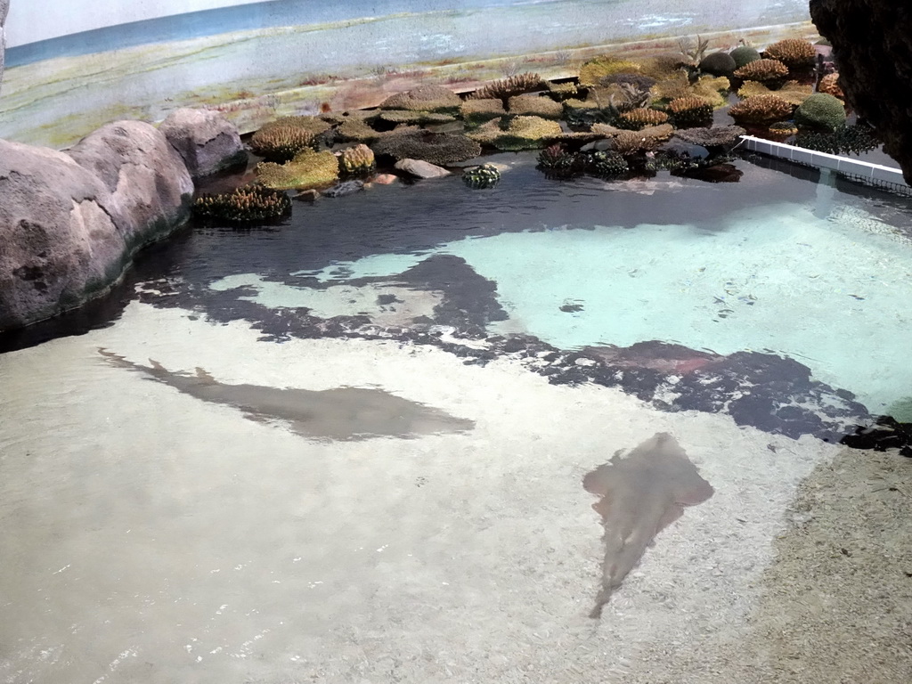Stingrays at the Ocean Hall of Burgers` Zoo