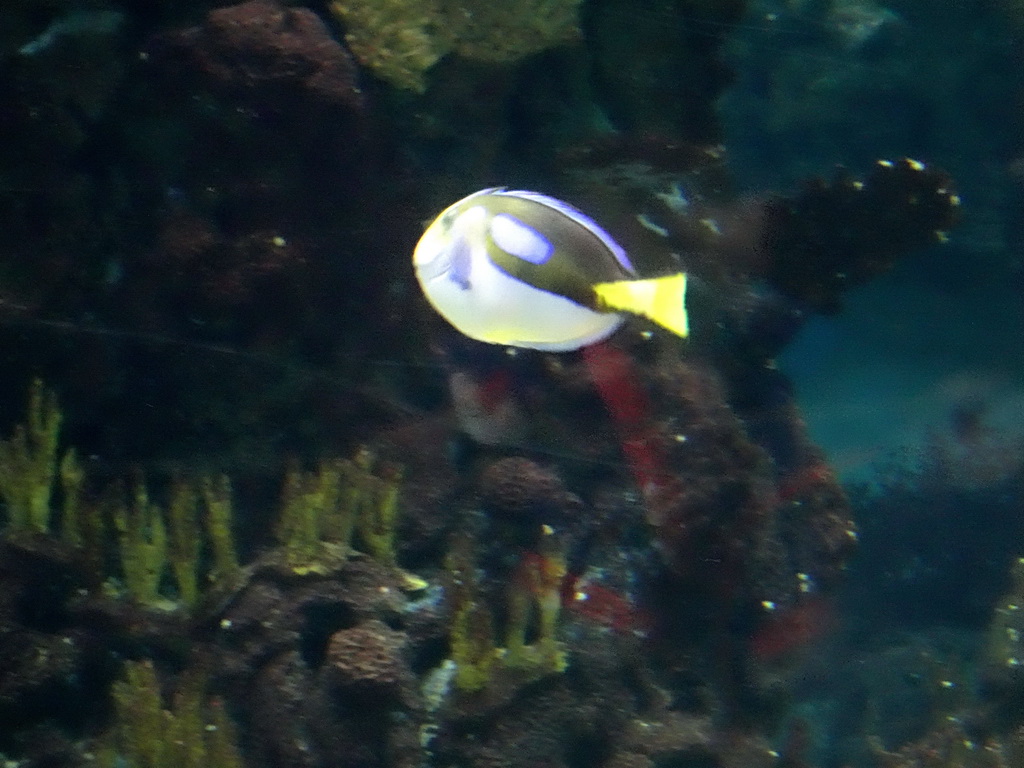 Blue Tang at the Ocean Hall of Burgers` Zoo