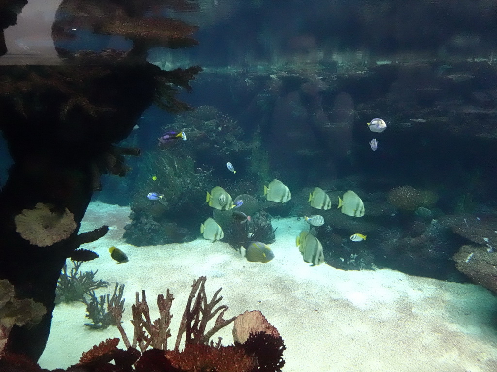 Blue Tangs and other fish at the Ocean Hall of Burgers` Zoo