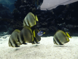 Blue Tang and other fish at the Ocean Hall of Burgers` Zoo