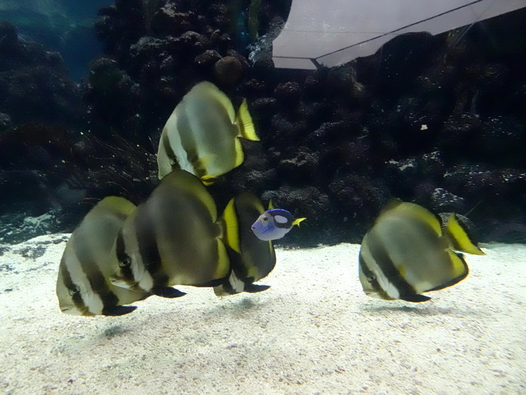 Blue Tang and other fish at the Ocean Hall of Burgers` Zoo