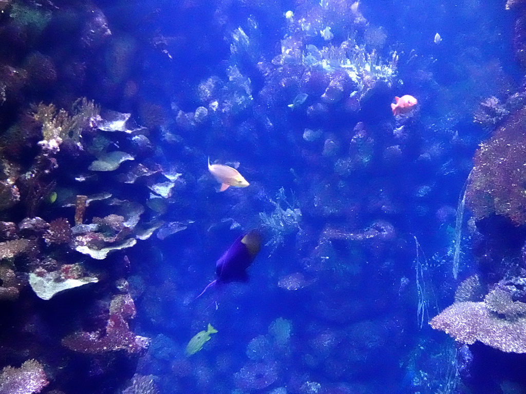 Fish and coral at the Ocean Hall of Burgers` Zoo