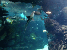 Fish and coral at the Ocean Hall of Burgers` Zoo