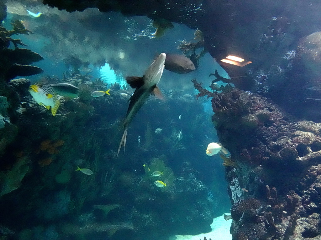 Fish and coral at the Ocean Hall of Burgers` Zoo