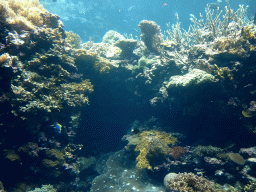 Fish and coral at the Ocean Hall of Burgers` Zoo