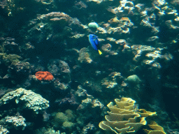 Blue Tang and coral at the Ocean Hall of Burgers` Zoo