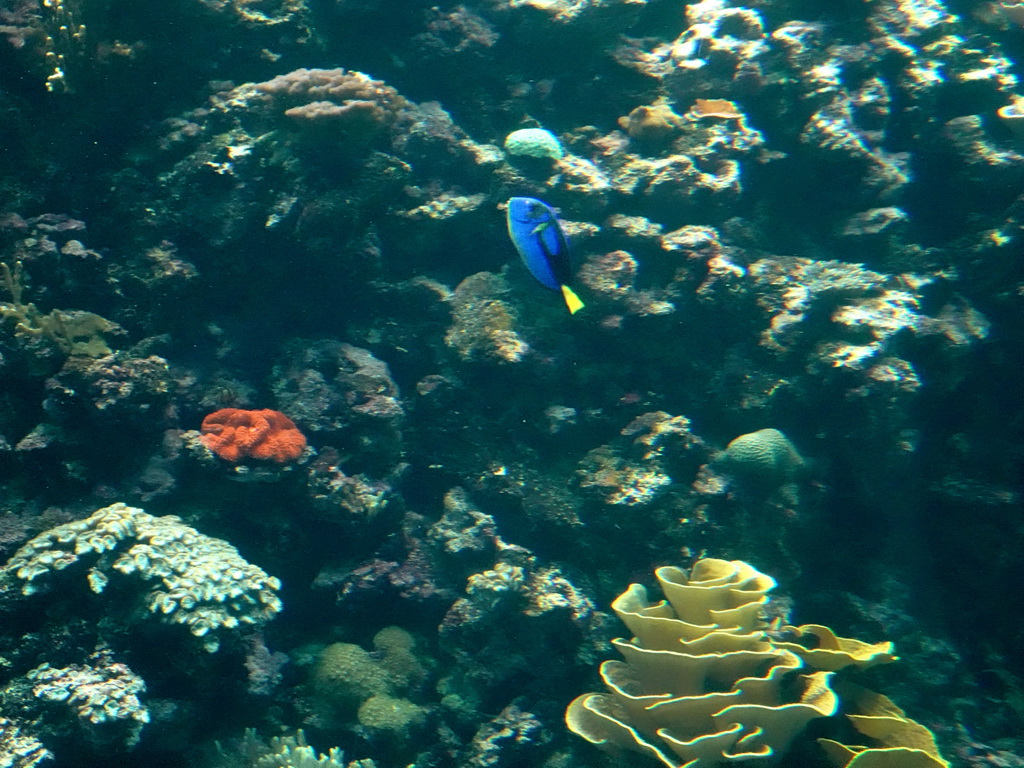Blue Tang and coral at the Ocean Hall of Burgers` Zoo