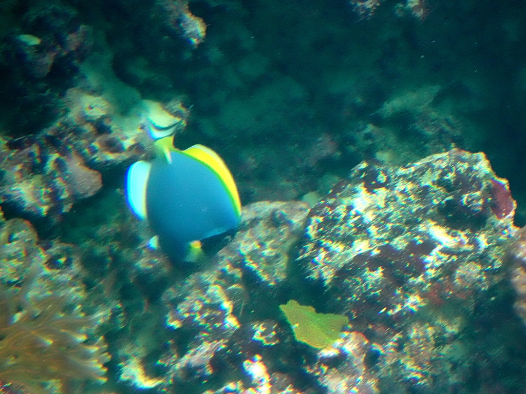 Blue Tang at the Ocean Hall of Burgers` Zoo