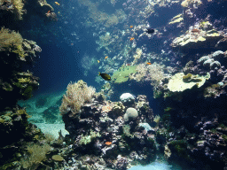 Fish and coral at the Ocean Hall of Burgers` Zoo