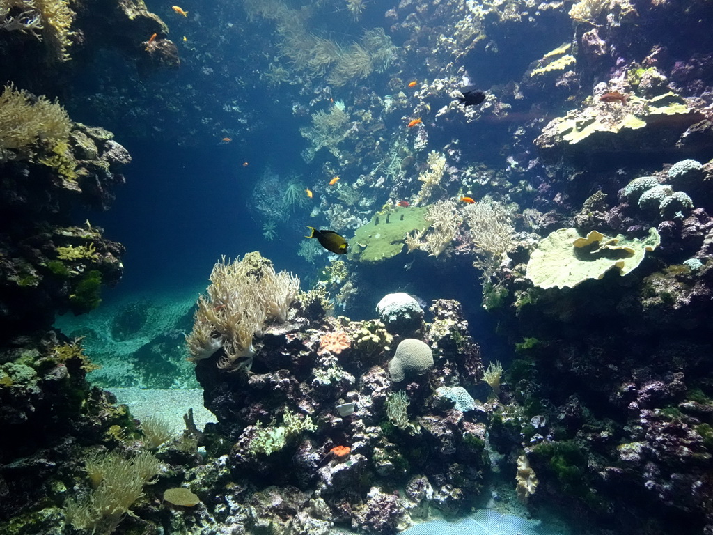 Fish and coral at the Ocean Hall of Burgers` Zoo