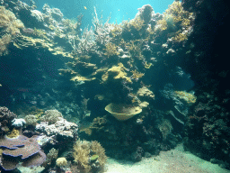 Fish and coral at the Ocean Hall of Burgers` Zoo