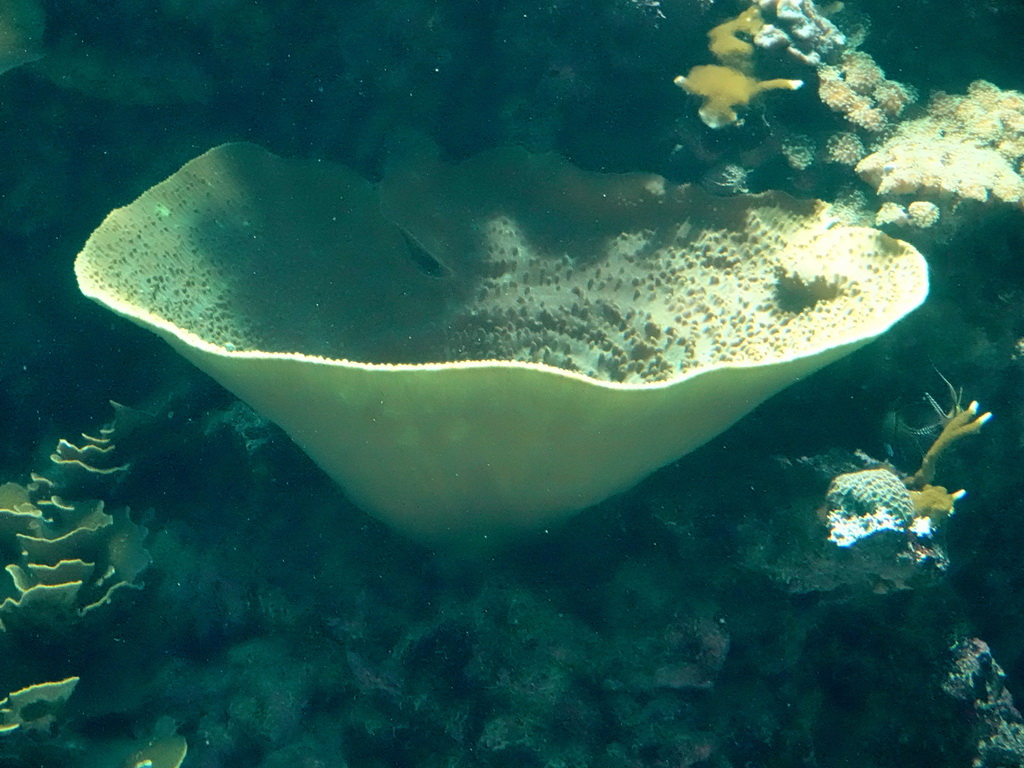 Coral at the Ocean Hall of Burgers` Zoo